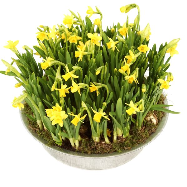 Narcissen bollen bestellen